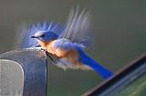 Bluebird Landing On Mirror_24962